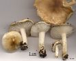 Hygrophorus arbustivus